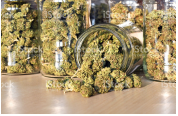 Dried cannabis buds stored in glass jars